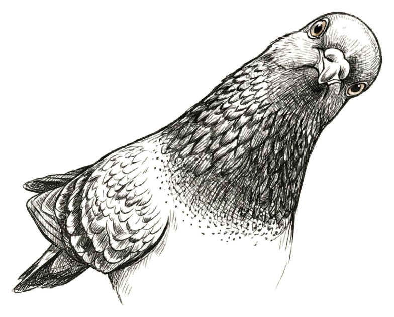 Hand-drawn pigeon illustration